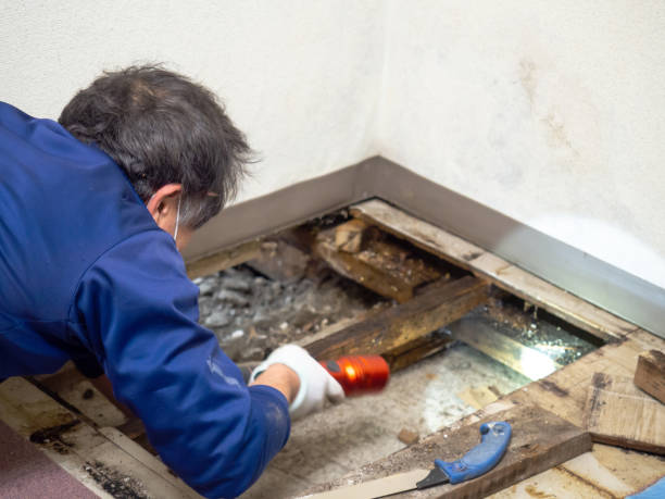 Best Mold Remediation  in Pioneer, CA