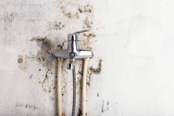 Best Fast Mold Removal  in Pioneer, CA