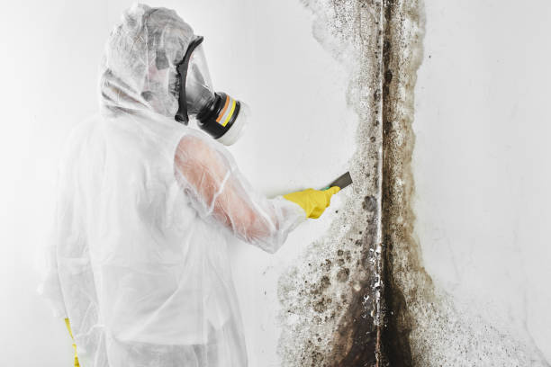 Best Certified Mold Removal  in Pioneer, CA