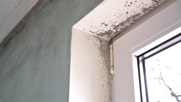 Best Crawl Space Mold Removal  in Pioneer, CA