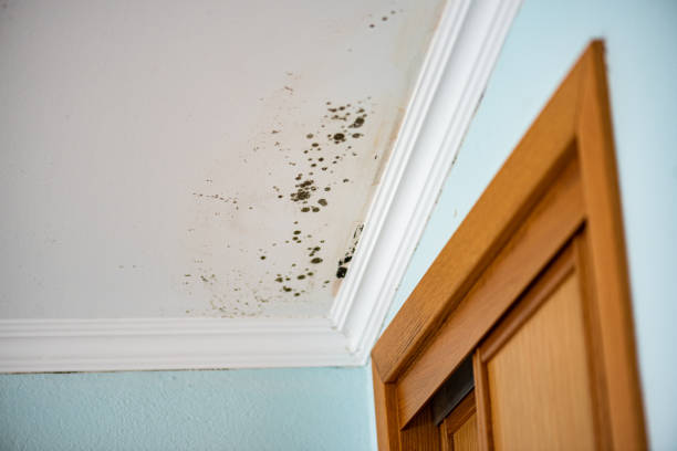 Best Crawl Space Mold Removal  in Pioneer, CA