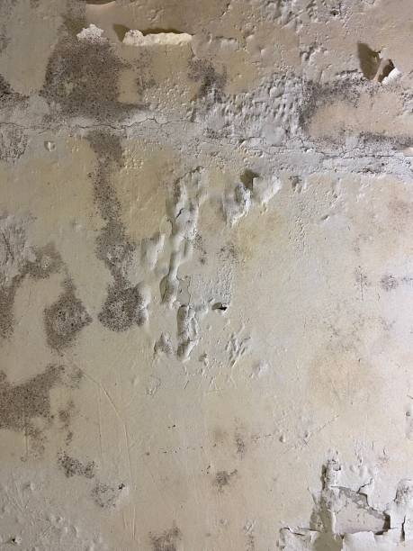 Professional Mold Removal in Pioneer, CA
