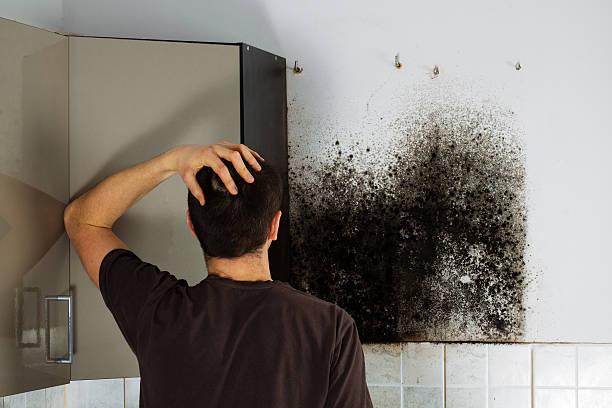 Best Attic Mold Removal  in Pioneer, CA