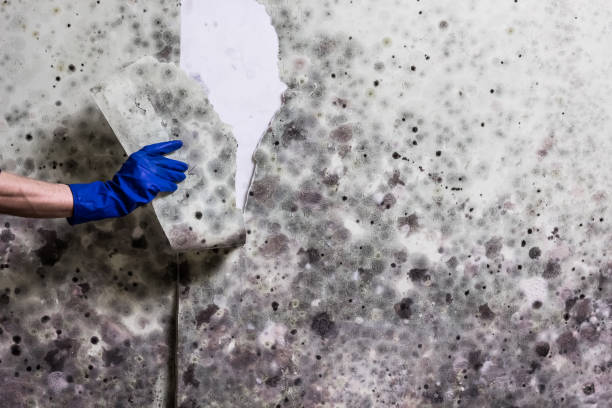 Best Toxic Mold Removal  in Pioneer, CA
